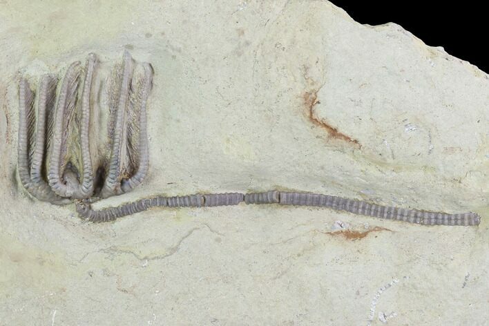 Crinoid (Agaricocrinus) Fossil - Indiana #99942